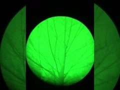 Hiệu ứng thị giác ban đêm